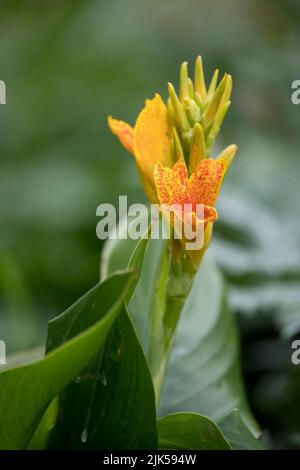 Plante de Ténérife à fleurs jaunes dans un jardin en juillet, Angleterre, Royaume-Uni Banque D'Images