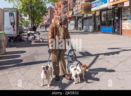 New York, NY/USA - 05-07-2016: African American Senior Walking Dogs on 125th Street in Manhattan. Banque D'Images