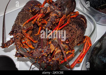 Un regard sur la vie en Nouvelle-Zélande. Écrevisse (Spity Rock Lobster) (Jasus edwardsii) : pêché à la main pendant la plongée en apnée. Banque D'Images