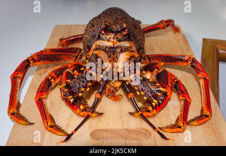 Un regard sur la vie en Nouvelle-Zélande. Écrevisse (Spity Rock Lobster) (Jasus edwardsii) : pêché à la main pendant la plongée en apnée. Banque D'Images