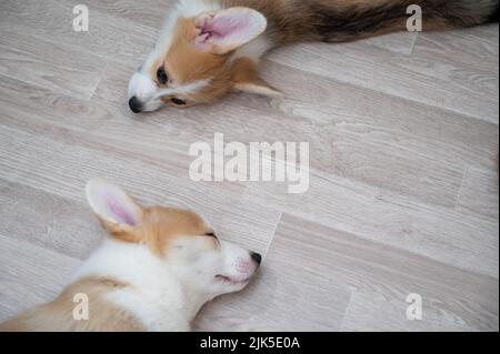 Les chiots gallois mignons dorment sur le sol. Vue de dessus. Banque D'Images