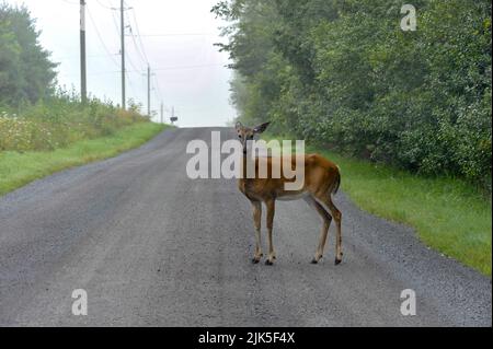 le cerf de virginie se trouve sur la route de campagne et regarde directement sur vous. Banque D'Images