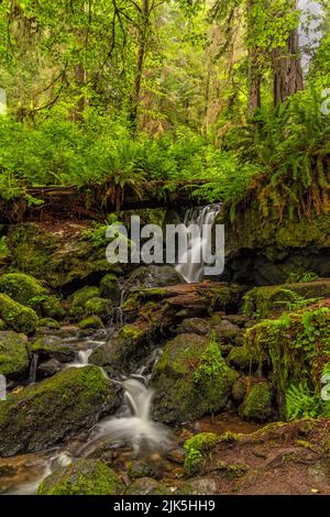 A creek serpente de la poupe luxuriante et de la canopée des arbres à travers des rochers couverts de mousse à Trillium Falls, Redwood National and State Parks, Californie Banque D'Images