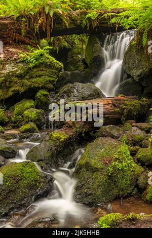 A creek serpente de la poupe luxuriante et de la canopée des arbres à travers des rochers couverts de mousse à Trillium Falls, Redwood National and State Parks, Californie Banque D'Images