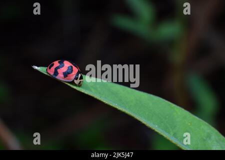 Une coccinelle rampant sur une feuille verte. Banque D'Images