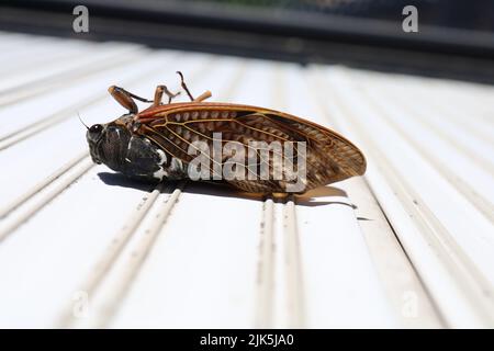 Dead cigadas sur le balcon en été. L'été au Japon. Banque D'Images