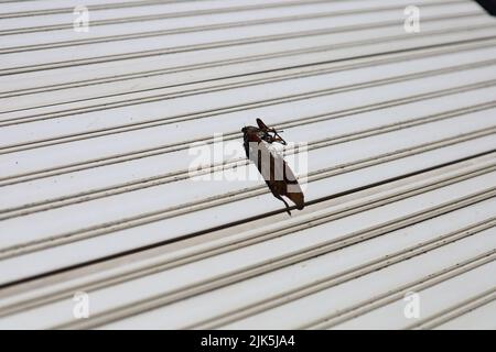 Dead cigadas sur le balcon en été. L'été au Japon. Banque D'Images