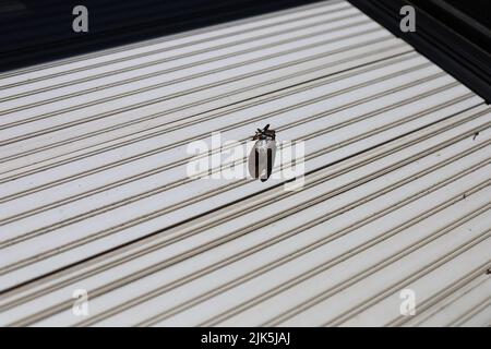 Dead cigadas sur le balcon en été. L'été au Japon. Banque D'Images