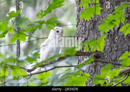 Blanc (albinos) Chevêche à nageonner à Port Coquitlam C.-B. Canada, juillet 2022 Banque D'Images