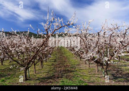 Abricots en fleurs près d'Osoyoos, vallée de l'Okanagan, Colombie-Britannique, Canada. Banque D'Images