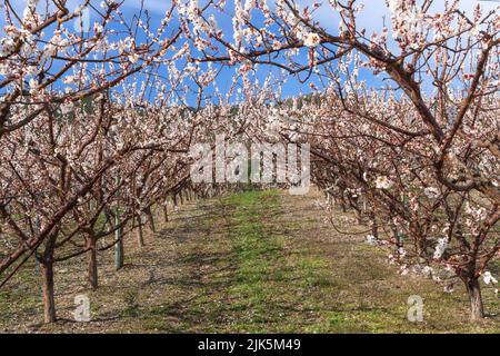 Abricots en fleurs près d'Osoyoos, vallée de l'Okanagan, Colombie-Britannique, Canada. Banque D'Images