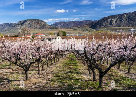 Abricots en fleurs près d'Osoyoos, vallée de l'Okanagan, Colombie-Britannique, Canada. Banque D'Images