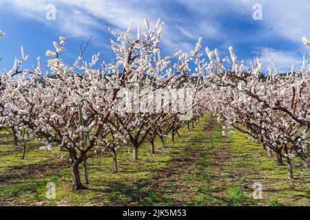 Abricots en fleurs près d'Osoyoos, vallée de l'Okanagan, Colombie-Britannique, Canada. Banque D'Images