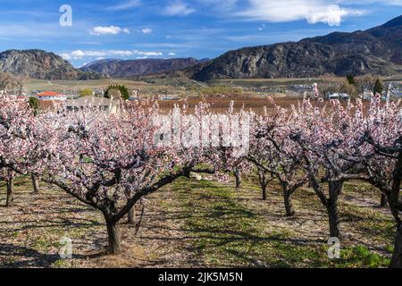 Abricots en fleurs près d'Osoyoos, vallée de l'Okanagan, Colombie-Britannique, Canada. Banque D'Images