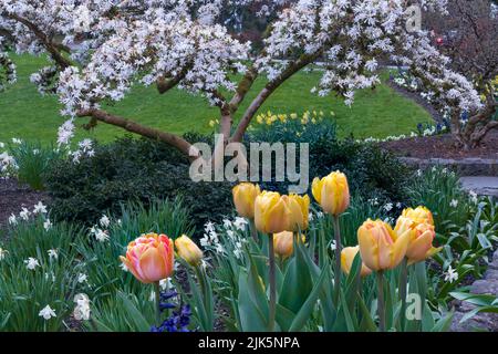 Jardins fleuris printaniers en pleine floraison dans le parc Stanley, Vancouver, Colombie-Britannique, Canada. Banque D'Images