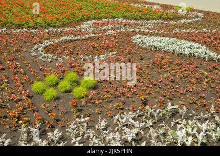 Belle pelouse fleurie avec cineraria d'argent et begonia rouge dans le parc de la ville en été, à l'extérieur. Fond naturel naturel de fleurs Banque D'Images