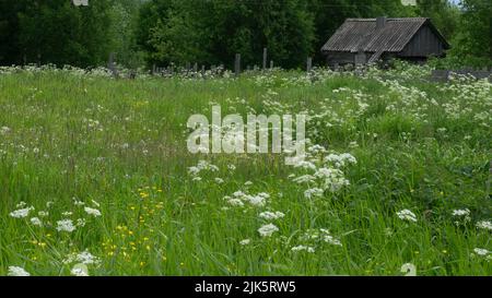 Un petit pré dans le village à côté de la maison et de l'ancienne salle de bains. Forbs, fleurs blanches, plantes vertes Banque D'Images