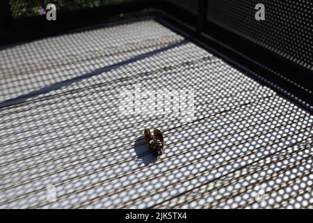 Dead cigadas sur le balcon en été. L'été au Japon. Banque D'Images