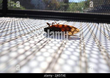 Dead cigadas sur le balcon en été. L'été au Japon. Banque D'Images