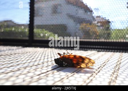 Dead cigadas sur le balcon en été. L'été au Japon. Banque D'Images