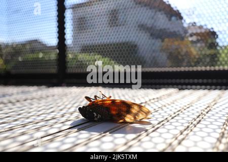 Dead cigadas sur le balcon en été. L'été au Japon. Banque D'Images