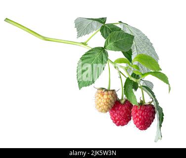 branche de framboises mûres et non mûres avec des feuilles isolées Banque D'Images