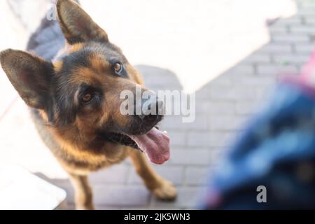 Chien jouant à l'extérieur sourires. Chien curieux regardant l'appareil photo. Gros plan d'un jeune chien de race mixte tête dehors dans la nature en collant hors de sa langue Banque D'Images