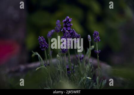 Fleurs de lavande dans un pot vu de près Banque D'Images