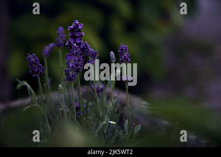 Fleurs de lavande dans un pot vu de près Banque D'Images