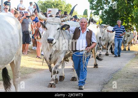 Jakovlje festival, où traditionnellement le plus beau, le plus lourd et le plus obéissant istrian ox (boskarin) de l'Istrie sont choisis à Kanfanar, Croatie, le 30. Juillet 2022. Cette année, 20 d'entre eux y ont participé et le boskarin le plus lourd était de 1421 kg. Photo: Srecko Niketic/PIXSELL Banque D'Images