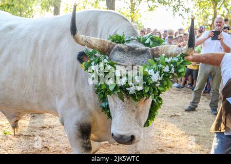 Jakovlje festival, où traditionnellement le plus beau, le plus lourd et le plus obéissant istrian ox (boskarin) de l'Istrie sont choisis à Kanfanar, Croatie, le 30. Juillet 2022. Cette année, le plus beau boskarin est Bakin. Photo: Srecko Niketic/PIXSELL Banque D'Images