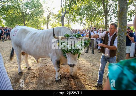 Jakovlje festival, où traditionnellement le plus beau, le plus lourd et le plus obéissant istrian ox (boskarin) de l'Istrie sont choisis à Kanfanar, Croatie, le 30. Juillet 2022. Cette année, le plus beau boskarin est Bakin. Photo: Srecko Niketic/PIXSELL Banque D'Images