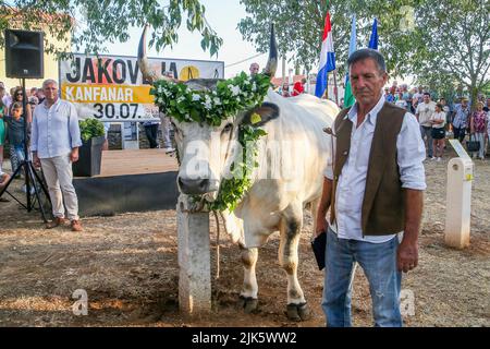 Jakovlje festival, où traditionnellement le plus beau, le plus lourd et le plus obéissant istrian ox (boskarin) de l'Istrie sont choisis à Kanfanar, Croatie, le 30. Juillet 2022. Cette année, le plus beau boskarin est Bakin. Photo: Srecko Niketic/PIXSELL Banque D'Images