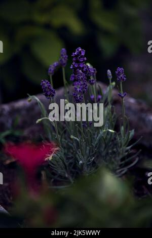 Fleurs de lavande dans un pot vu de près Banque D'Images