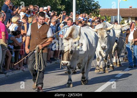 Jakovlje festival, où traditionnellement le plus beau, le plus lourd et le plus obéissant istrian ox (boskarin) de l'Istrie sont choisis à Kanfanar, Croatie, le 30. Juillet 2022. Cette année, 20 d'entre eux y ont participé et le boskarin le plus lourd était de 1421 kg. Photo: Srecko Niketic/PIXSELL Banque D'Images