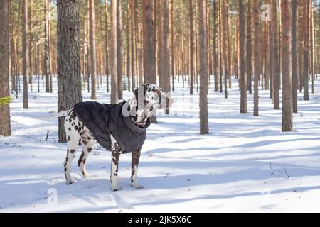 Chien race Dalmatien hiver dans le portrait de neige gros plan sur le fond des buissons striés Banque D'Images