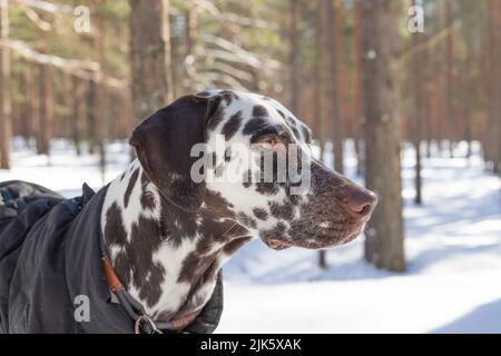 Chien race Dalmatien hiver dans le portrait de neige gros plan sur le fond des buissons striés Banque D'Images