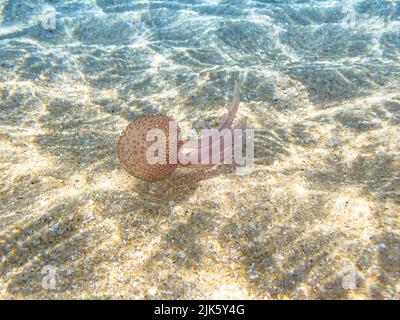 Pelagia noctiluca espèce de la famille des Pelagiidae vivant dans la mer Méditerranée, la mer du Nord et l'Atlantique, le Mexique et l'Australie. Lumineux Banque D'Images