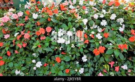 Belle image de jardin d'arrière-plan d'Impatiens walleriana également connu sous le nom de lizzy occupé, Sultans Balsam, Patienceplant, patient Lucy, Teresita, Beau intérieur Banque D'Images