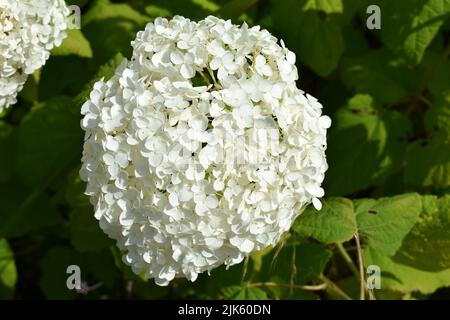 Hydrangea aborescens Annabelle, jardin clos de Stackpole court, Stackpole, Pembrokeshire, pays de Galles Banque D'Images