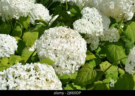 Hydrangea aborescens Annabelle, jardin clos de Stackpole court, Stackpole, Pembrokeshire, pays de Galles Banque D'Images