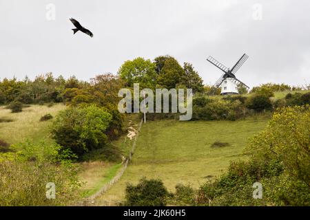 Un cerf-volant rouge survole le moulin à vent de Cobstone sur la colline de Turville à Chilterns. Turville, Buckinghamshire, Angleterre, Royaume-Uni, Grande-Bretagne Banque D'Images