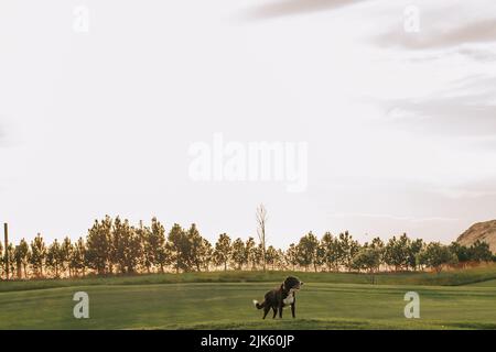 beagle puppy en plein air en jouant sur la pelouse de saut à l'herbe Banque D'Images