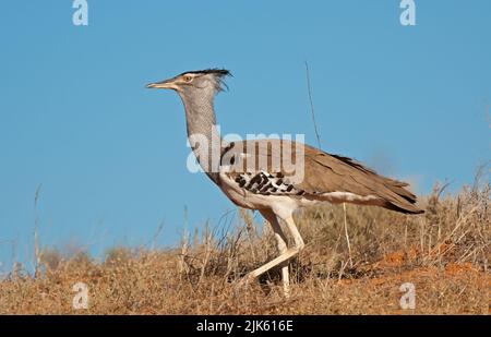 Kori Bustard (Ardeotis kori) Kgalagadi Transfortier Park, Afrique du Sud Banque D'Images