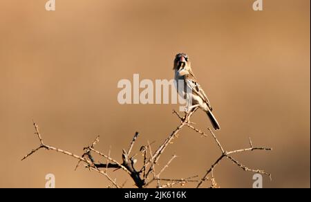 Finch à plumes squameuses (Sporopipes squamifrons) Parc du Transfortier de Kgalagadi, Afrique du Sud Banque D'Images