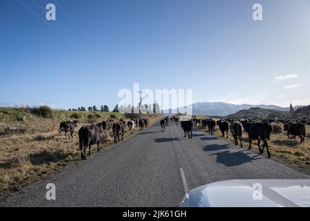 Bétail sur la route, bloquant la circulation à Canterbury, Nouvelle-Zélande. Banque D'Images