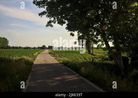 Route de campagne bordée par des champs encadrés par un arbre voûtant Banque D'Images