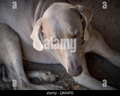 Vue en grand angle du chien Weimaraner couché. Banque D'Images