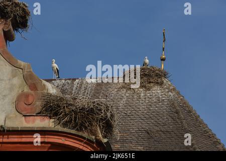 Stork de revenir à leur nid dans les mois de printemps, le nid de cigogne, les deux cigognes, Banque D'Images