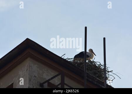 Stork de revenir à leur nid dans les mois de printemps, le nid de cigogne, les deux cigognes, Banque D'Images